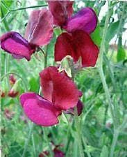 Sweet Pea Old Spice Black Knight Seeds