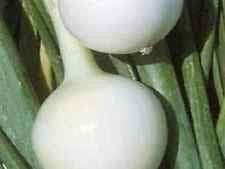 Onion Kosma Seeds - White Bulbing