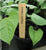 10 Wooden Plant Labels - 13cm (5