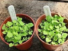 Catmint Lemon Scented Seeds