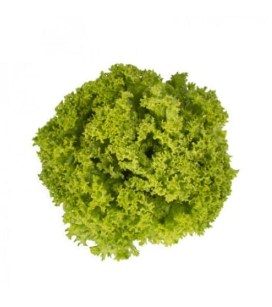 Lettuce Leaf Green Outdoors -Libeccio RZ (85-09) Untreated Seeds