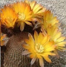 Cactus Lobivia famatimensis Seeds