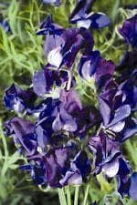 Sweet Pea Old spice Lord Nelson Seeds