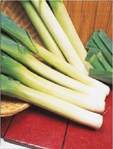 Leek Lyon 2 Prizetaker Seeds