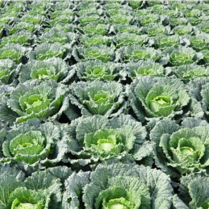 Savoy Cabbage Madlene RZ F1 Hybrid (29 -417) Untreated Seeds