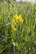 Wild Flower Meadow Vetchling Lathyrus Pratensis Seeds