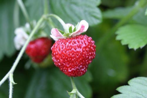 Alpine Strawberry Mignonette Seeds
