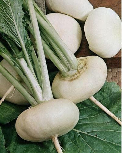 Turnip Milan White Top Seeds