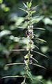 Wild Flower Motherwort Leonurus Cardiaca Seeds