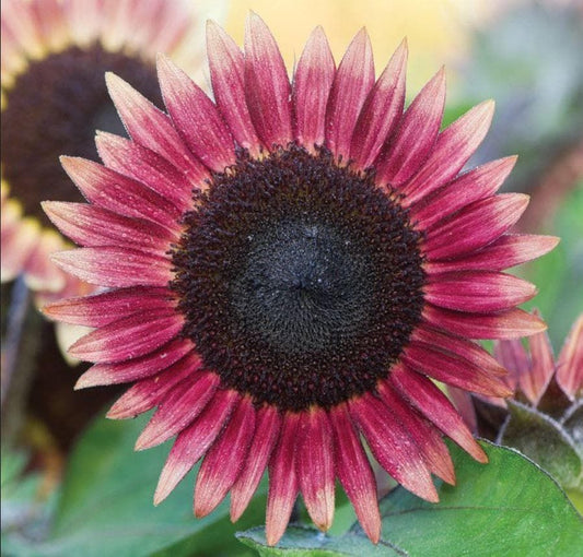 Sunflower Ms Mars Seeds