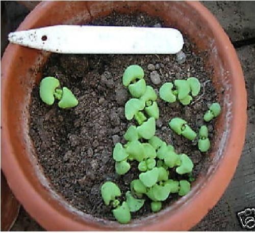 Herb Basil Neopolitana Seeds
