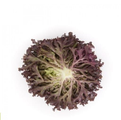 Lettuce Incised Leaf Red Salanova Octagon RZ (79-58) Untreated Seeds