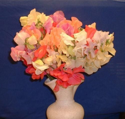 Sweet Pea Spencer Pastel Shades Mix Seeds