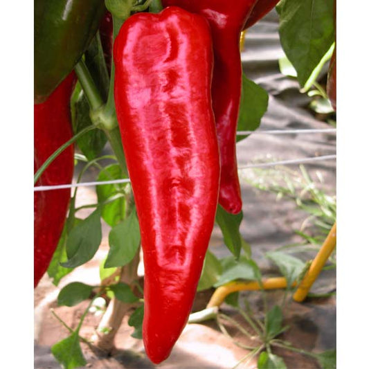 Pepper (Sweet) Parade (Red Long) Seeds