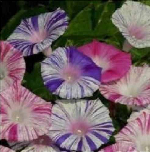 Morning Glory Ipomoea Peppermint Mixed Seeds