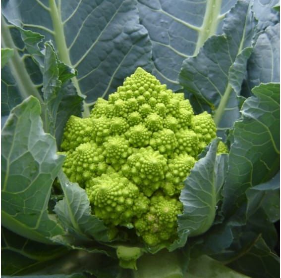 Cauliflower Romanesco Hybrid Puntoverde RZ F1 Hybrid (26-858) Untreated Seeds