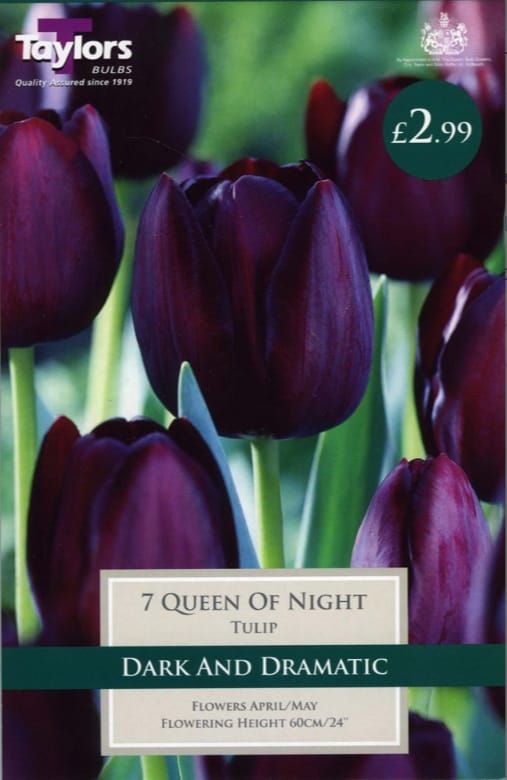 Taylors - Tulip Queen of Night - 11/12cm - 7 Bulbs