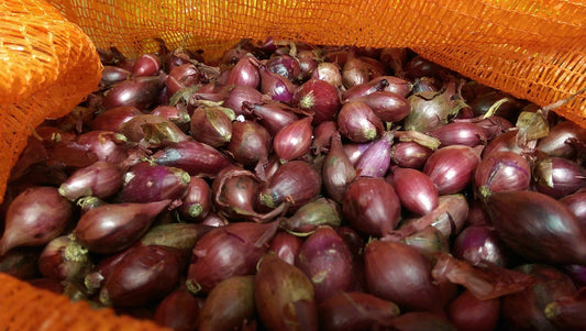 Onion Sets Red Baron