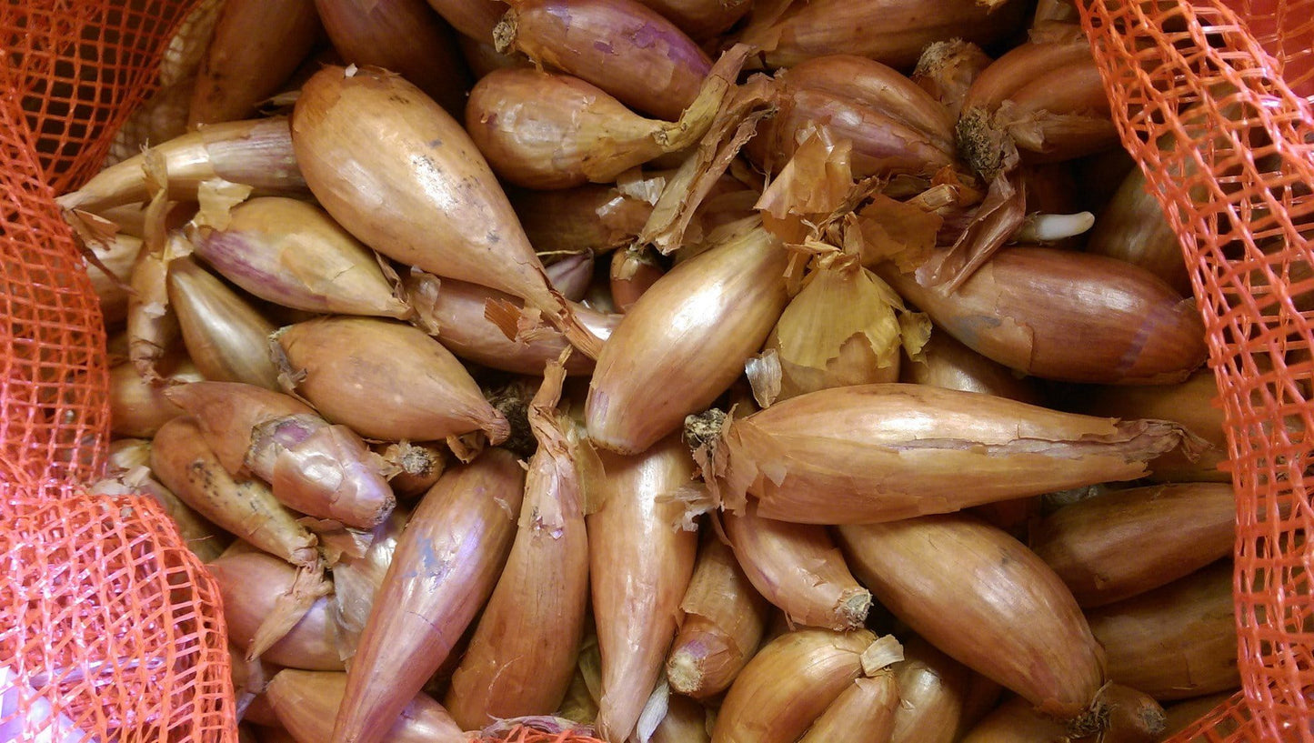 Shallot Sets Red Gourmet