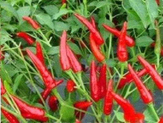 Pepper (Chilli) Red Air F1 Hybrid Seeds