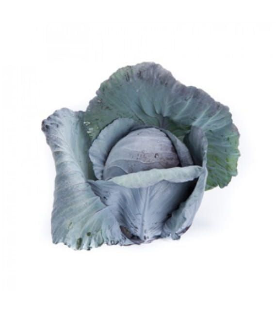 Red Cabbage Redma RZ F1 Hybrid Untreated Seeds