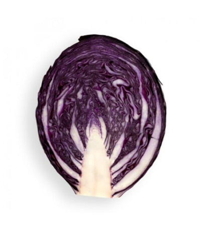 Red Cabbage Rodima RZ F1 Hybrid Untreated Seeds
