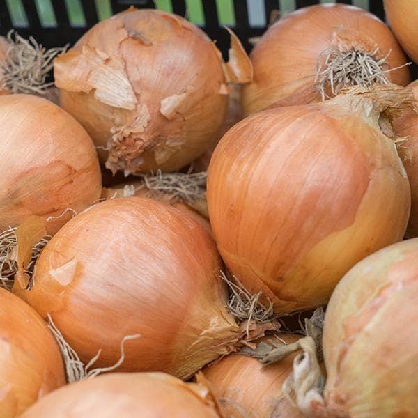 Onion Sets Rumba Seeds