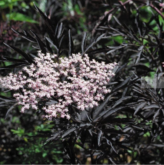 Sambucus Black Frills Seeds
