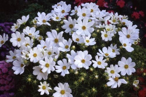 Cosmos Razzmatazz Cosmos Seed Large Range Online UK – JustSeed