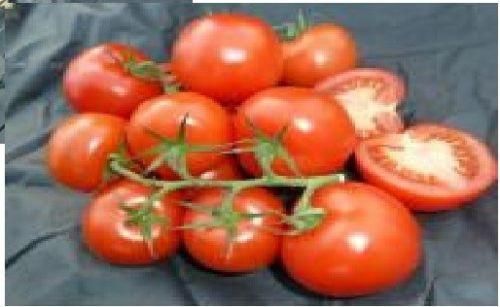 Tomato Stonors Exhibition Seeds