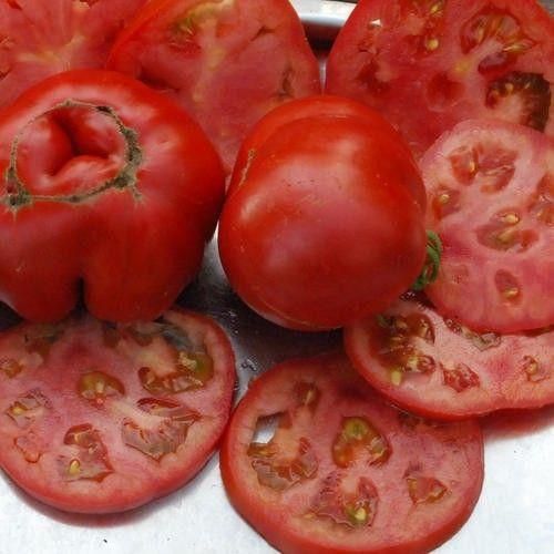 Tomato Sub Artic Plenty Seeds