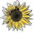 Thompson & Morgan Flower Sunflower Italian White 40 Seed