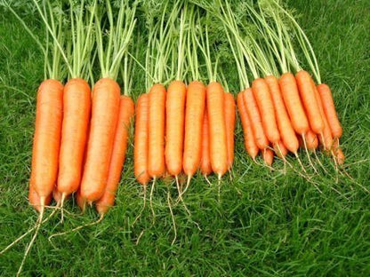 Carrot Sweet Candle F1 Seeds - Premium Show Variety