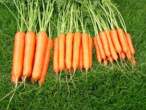 Carrot Sweet Candle F1 Seeds - Premium Show Variety