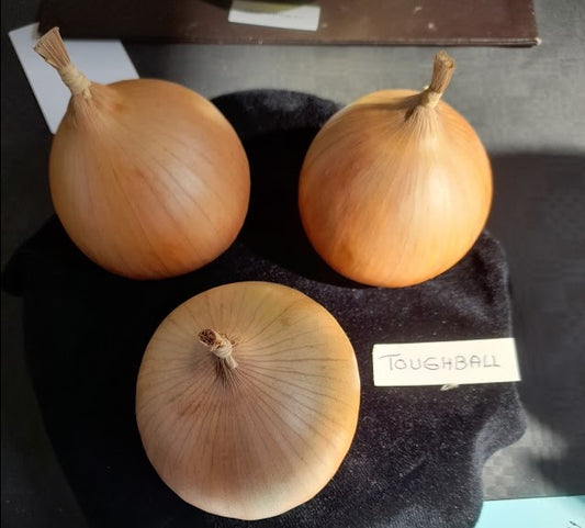 Onion Toughball F1 Hybrid Seeds