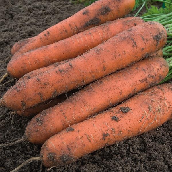 Carrot Nominator F1 Hybrid Seeds