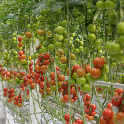 Organic Tomato Roterno RZ (72-230) F1 Hybrid Seed