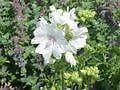 Wild Flower White Musk Mallow Malva moschata Seeds
