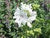 Wild Flower White Musk Mallow Malva moschata