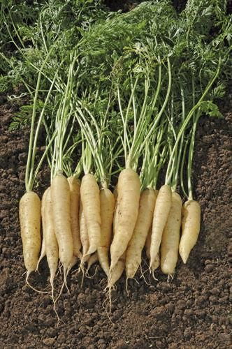 Carrot White Satin F1 Hybrid Seeds