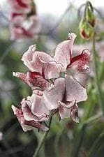 Sweet Pea Wiltshire Ripple Seeds