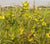 Wild Flower Yellow Rattle Rhinanthus Minor
