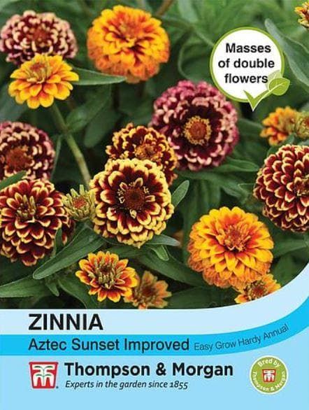Thompson & Morgan Zinnia Aztec Sunset Improved 20 seed